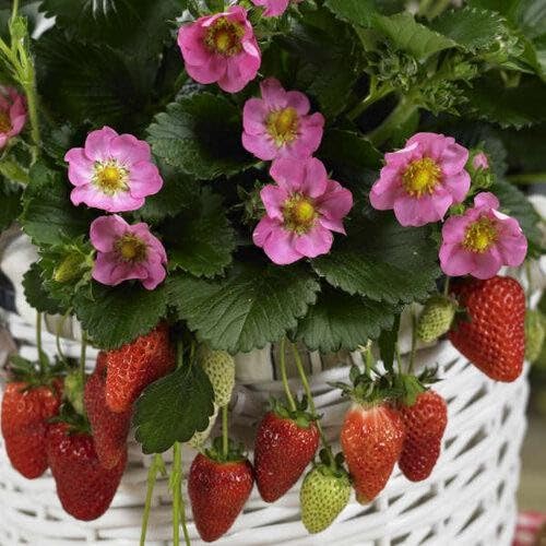 Strawberry Rose Summer Breeze Starter Plant - Edible Pink Blooms | Ships as 1 starter plant in a 1 in nursery pot. Ornamental strawberry, pink blooms and sweet edible berries. Zones 4-9.