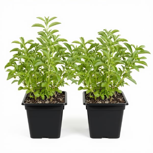 Set of 2 Stevia Live Plants, Natural Sweetener Herb, 4-8 Inches | Sugar Substitute, USDA Zones 9 to 11, Full Sun, No Pot
