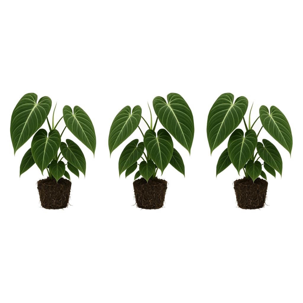 Set of 3 Melanochrysum Philodendron Live Plant, 4-8 inches | Rare Tropical Velvet Leaf Climbing Indoor Houseplant, USDA Zones 9 to 11, Partial Shade