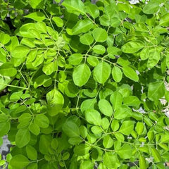 Set of 2 Moringa Tree Live Plants, 10-12 in, Jiffy Pellet | Fast Growing Edible Superfood Tree, USDA Zones 9 to 11, Full Sun, Jiffy Pellet
