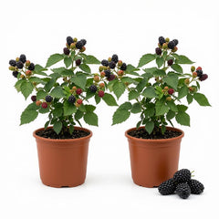 Set of 2 Navaho Thornless BlackBerry Live Plants, 4-8 Inches | Sweet Thornless Blackberry Bush, USDA Zones 6 to 10, Full Sun, No Pot
