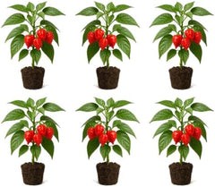 Set of 6 Carolina Reaper Pepper Live Plants, One of the Worlds Hottest Peppers, Edible, USDA Zones 9 to 11, Full Sun | One of the Worlds Hottest Peppers, Edible, USDA Zones 9 to 11, Full Sun