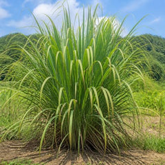 Set of 8 Lemon Grass Live Plants, 4-8 inches | Lemongrass Culinary and Mosquito Repelling Herb, USDA Zones 9 to 11, Full Sun, No Pot