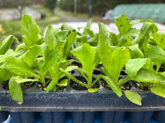 Culantro Starter Plant in 3 in Pot - Eryngium foetidum Recao Herb | Ships as one starter plant in a 3 in pot. Culantro (Mexican coriander), bold long-lasting cilantro flavor, heat-loving herb.