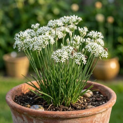 Set of 2 Garlic Chives Live Starter Plants, 4-8 Inches | Perennial Culinary Onion Herb, USDA Zones 3 to 9, Full Sun, No Pot