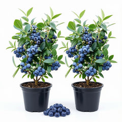 Set of 2 Sunshine Blue Blueberry Live Plants, 4-8 Inches | Dwarf Low-Chill Blueberry Bush, USDA Zones 5 to 10, Full Sun, No Pot