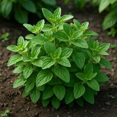 Set of 2 Greek Oregano Live Plants, Bold Flavor Culinary Herb, USDA Zones 5 to 11, Full Sun