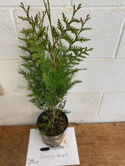 Green Giant Arborvitae Live Plant in 1 Gallon Pot, 18-24 in (Thuja) | Ships as a live plant 18-24 in tall in a trade-gallon pot. Fast privacy evergreen, deer resistant. Hardy USDA zones 3-8.