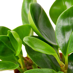 Peperomia Thailand - photo 2