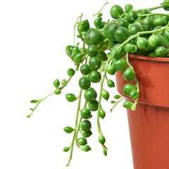 Succulent 'String of Pearls' - photo 2