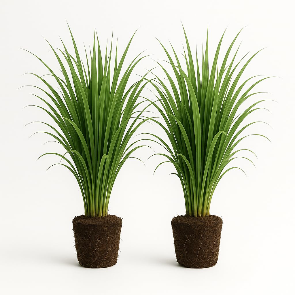 Set of 2 Lemon Grass Live Plants, Lemongrass Culinary and Mosquito Repelling Herb, USDA Zones 9 to 11, Full Sun