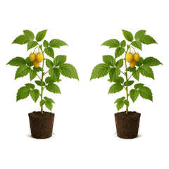 Set of 2 Raspberry Fall Gold Live Plants, Sweet Berry Cane Fruit Plant, USDA Zones 4 to 8, Full Sun