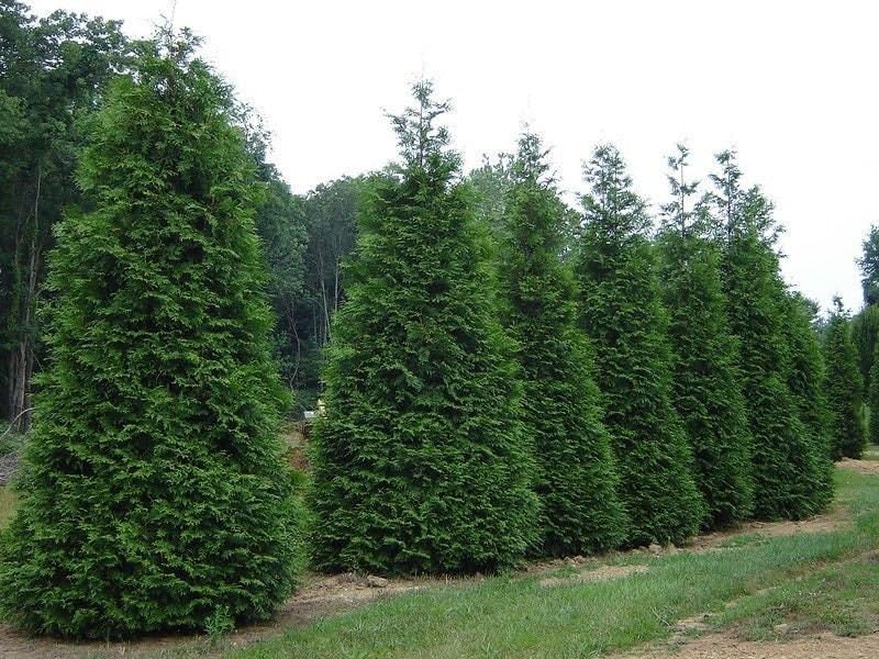 Green Giant Arborvitae Live Plant in 1 Gallon Pot, 18-24 in (Thuja) | Ships as a live plant 18-24 in tall in a trade-gallon pot. Fast privacy evergreen, deer resistant. Hardy USDA zones 3-8.