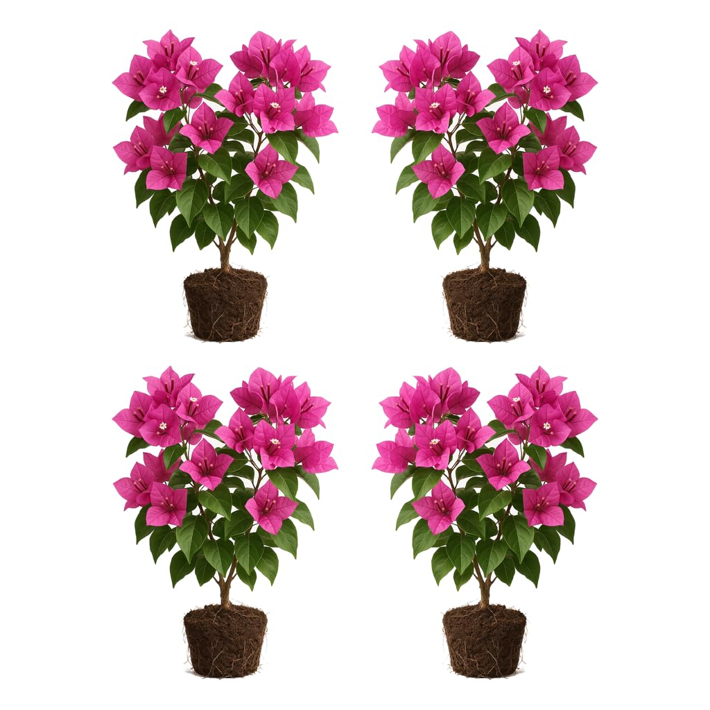 Set of 4 Bougainvillea Pink Live Plants, Vibrant Colorful Bract Flowering Vine for Trellis, USDA Zones 9 to 11, Full Sun