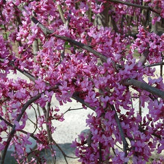Eastern Redbud Tree Live Plant in 4 in Pot, 6-12 in - Cercis Canadensis | Ships as a live starter tree about 6-12 in tall in a 4 in pot. Rosy-pink spring blooms. Hardy in USDA zones 4-9.