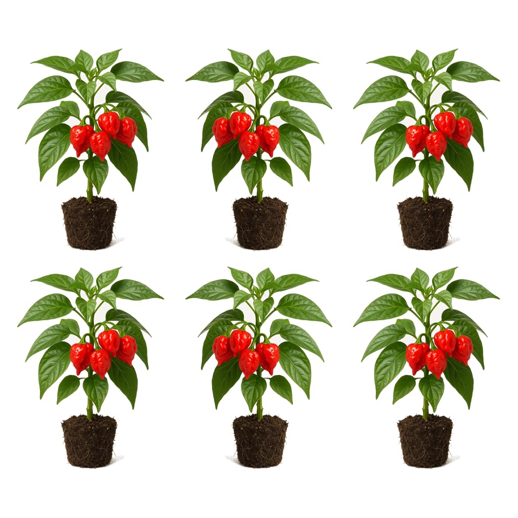 Set of 6 Carolina Reaper Pepper Live Plants, One of the Worlds Hottest Peppers, Edible, USDA Zones 9 to 11, Full Sun | One of the Worlds Hottest Peppers, Edible, USDA Zones 9 to 11, Full Sun