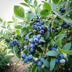 Set of 2 Sunshine Blue Blueberry Live Plants, 4-8 Inches | Dwarf Low-Chill Blueberry Bush, USDA Zones 5 to 10, Full Sun, No Pot