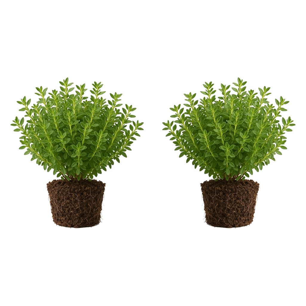 Set of 2 Thyme Lemon Live Plants, Aromatic Culinary Herb Ground Cover, USDA Zones 5 to 9, Full Sun