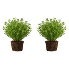 Set of 2 Thyme Lemon Live Plants, Aromatic Culinary Herb Ground Cover, USDA Zones 5 to 9, Full Sun