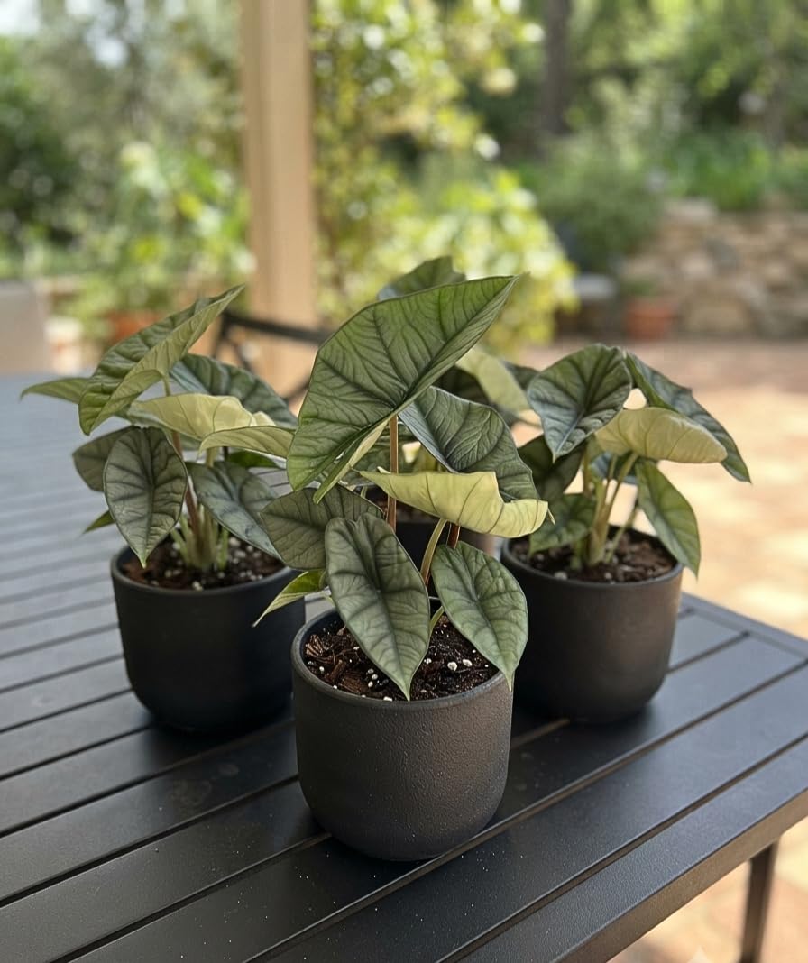 Alocasia Platinum Live Starter Plant, 4-8 Inches | Silvery-Blue Metallic Sheen Leaves, USDA Zones 10 to 11, Partial Shade, No Pot