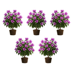 Set of 5 Bougainvillea Purple Live Plants, Vibrant Colorful Bract Flowering Vine for Trellis, USDA Zones 9 to 11, Full Sun