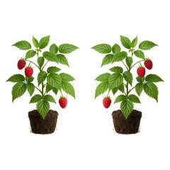 Set of 2 Raspberry Glencoe Thornless Live Plants, Sweet Berry Cane Fruit Plant, USDA Zones 4 to 8, Full Sun