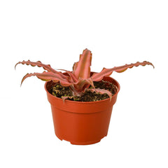 Cryptanthus 'Pink Star' live houseplant