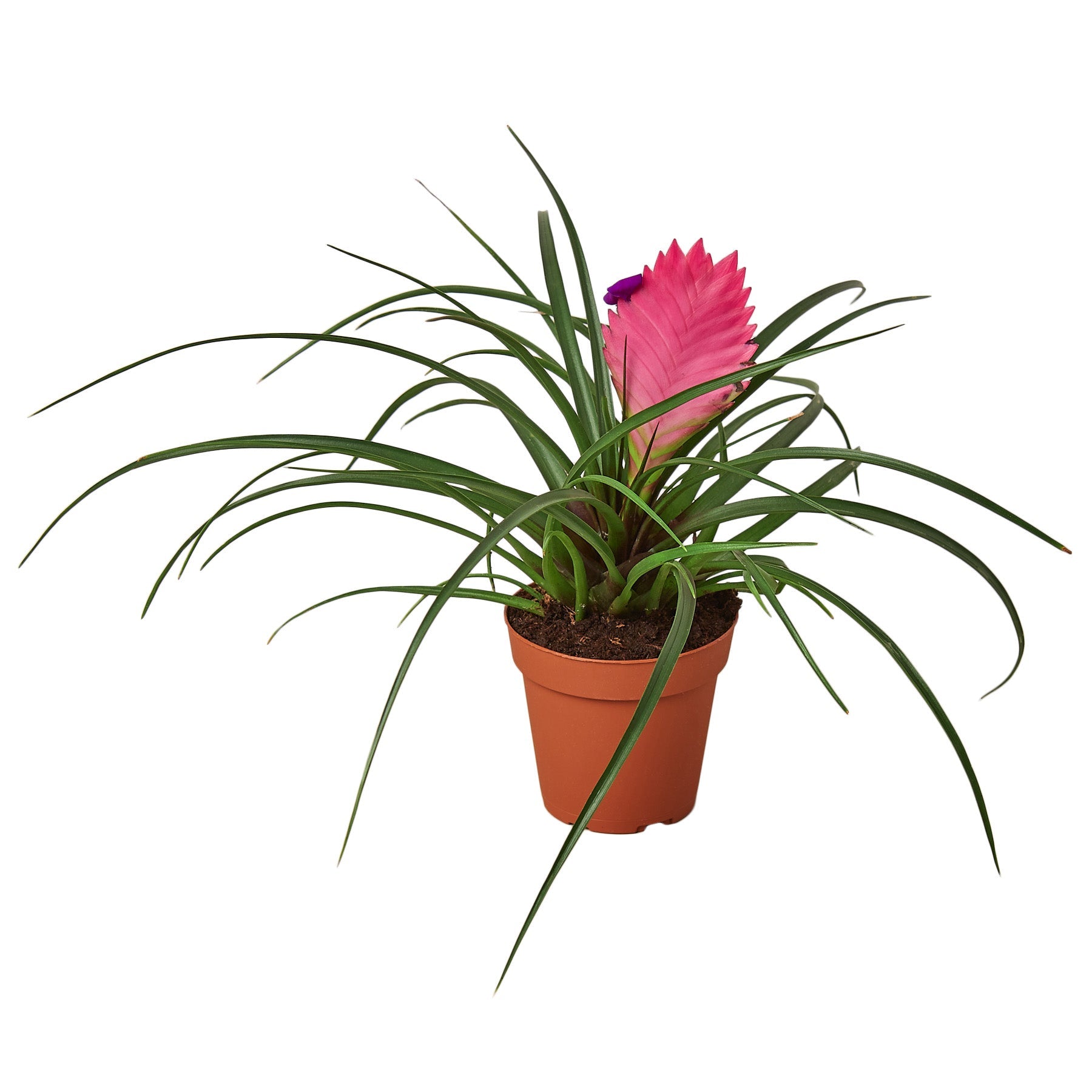 Bromeliad Cyanea 'Pink Quill' live houseplant