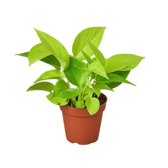 Pothos 'Neon' live houseplant