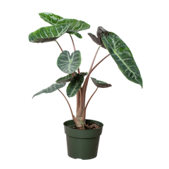 Alocasia Pink Dragon live houseplant
