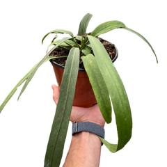 Anthurium 'Vittarifolium'