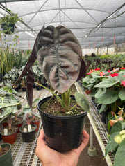 Alocasia 'Red Secret' - photo 3