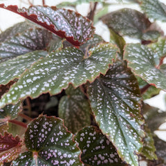 Begonia 'Corallina' - photo 2