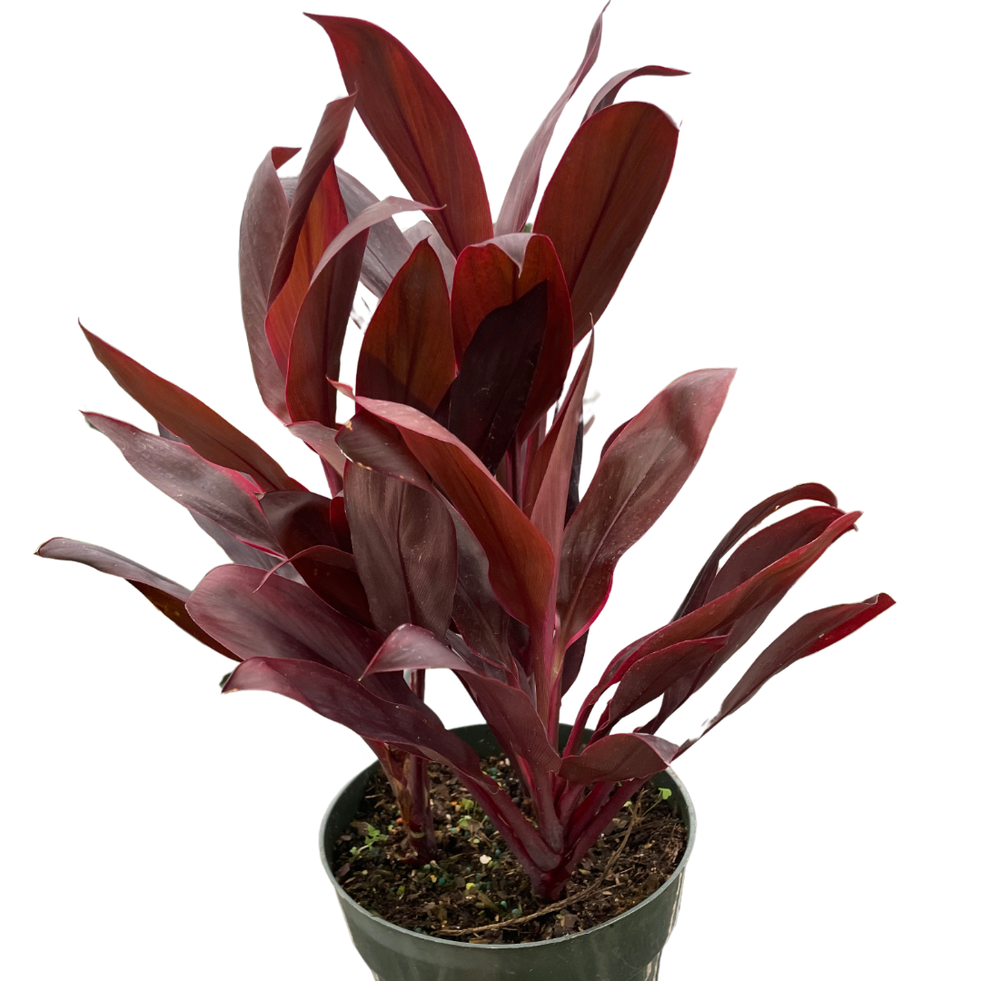 Cordyline 'Calypso Queen' live houseplant
