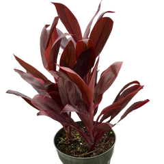 Cordyline 'Calypso Queen' live houseplant
