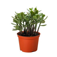 Succulent Crassula 'Jade' - photo 3
