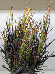 Croton 'Picasso' - photo 4