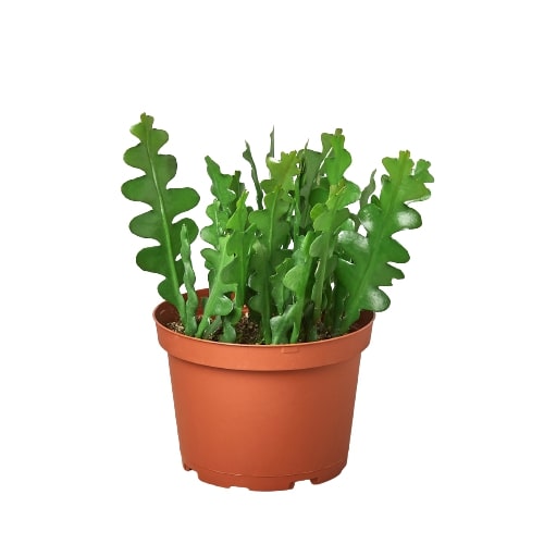 Epiphyllum 'Ric Rac' Cactus live houseplant