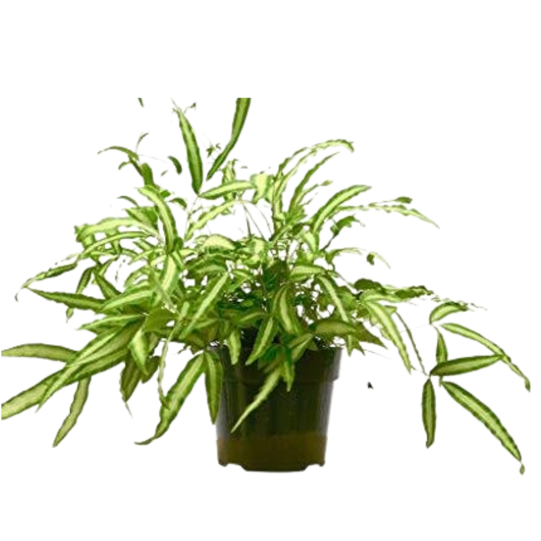 Pteris Cretica 'Albo Fern' - 6" Pot live houseplant