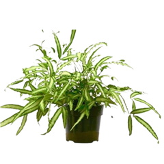 Pteris Cretica 'Albo Fern' - 6" Pot live houseplant