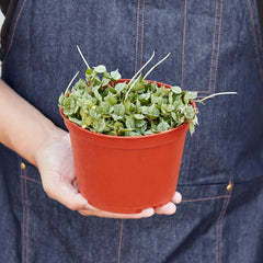 Hoya 'Curtisii' - photo 3