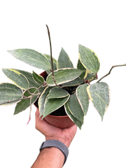 Hoya Macrophylla Variegated