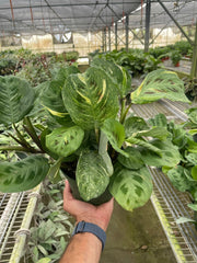 Maranta Variegated 'Beauty Kim' - photo 3