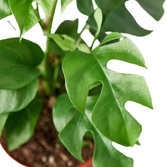 Philodendron Mini Monstera Minima - photo 4