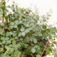 Nettle 'Silver Sparkle' - photo 4