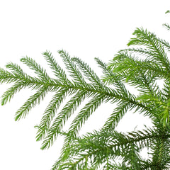 Norfolk 'Island Pine' - photo 2
