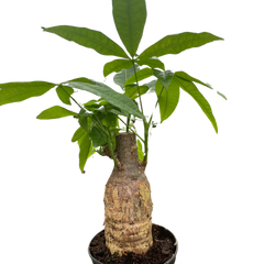 Money Tree 'Guiana Chestnut' Pachira Stump live houseplant