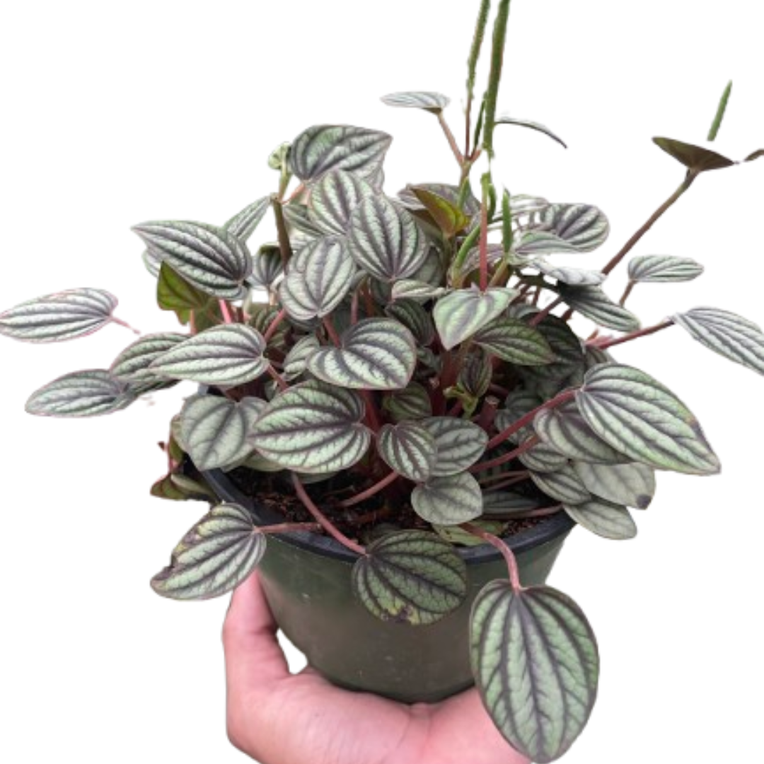 Peperomia 'Picollo Banda' live houseplant