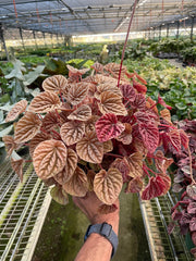 Peperomia 'Quito' - photo 3