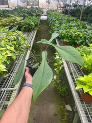 Philodendron 'Joepii' - photo 3